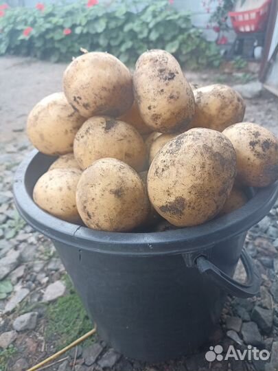 Продам картофель
