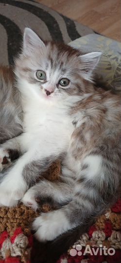 Кошечка для доброй семьи)