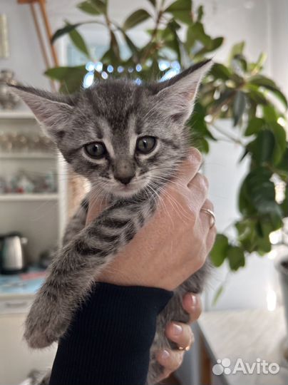 Котята в дар