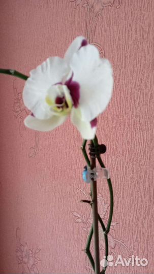 Орхидея в горшке