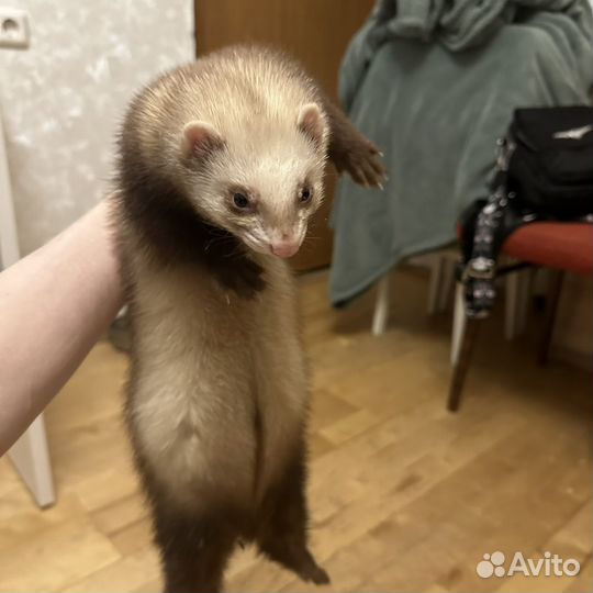 Домашний хорек