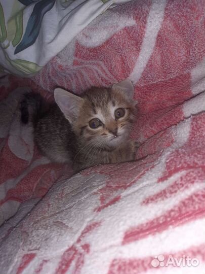 Отдам котят в добрые руки