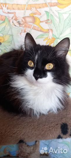 Бруталл котик