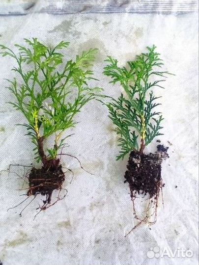 Туя западная Холмструп