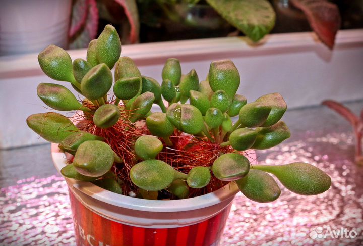 Адромискусы