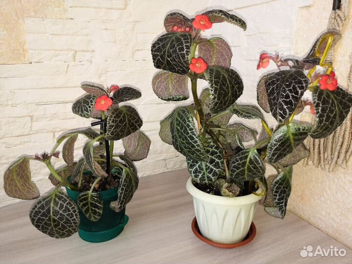 Комнатные цветы