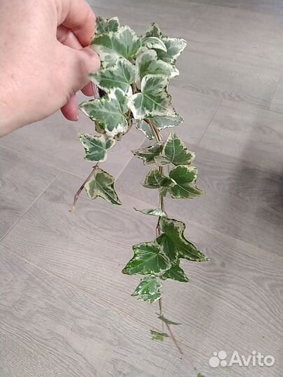 Пеперомия, монстера, хедера