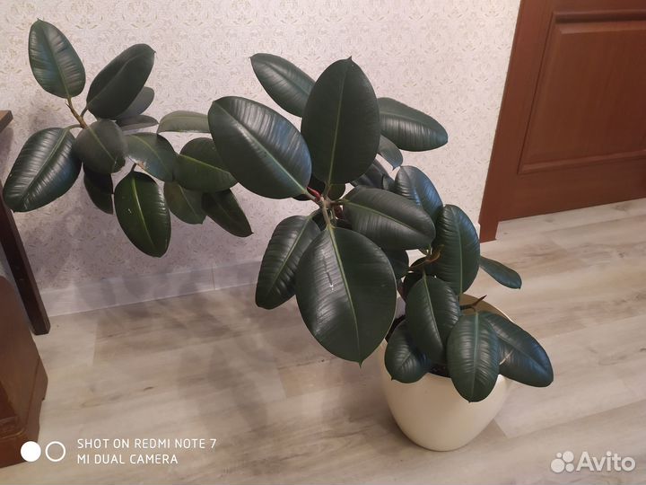 Продам фикус