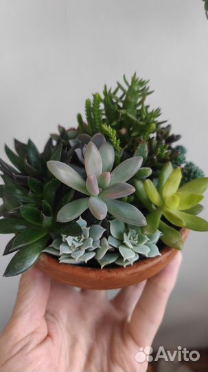 Суккуленты