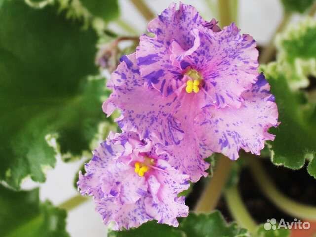 Сортовые фиалки