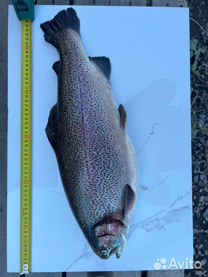 Радужная форель в наличии