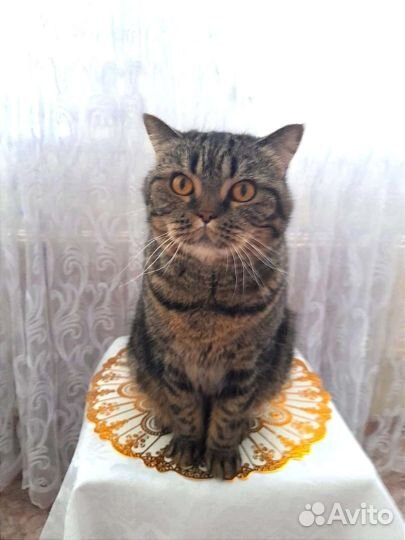 Кошки в добрые руки