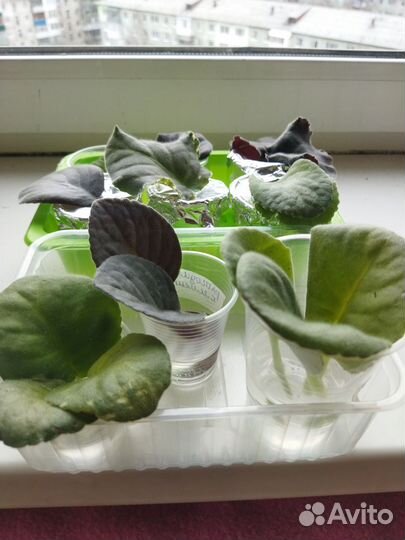 Фиалка бесплатно