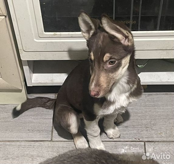 Щенки в дар