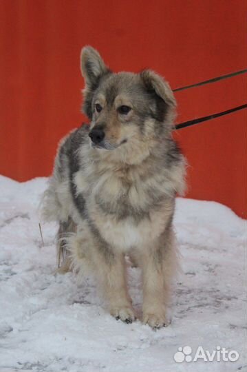 Пушинка спокойная, но трусливая малышка