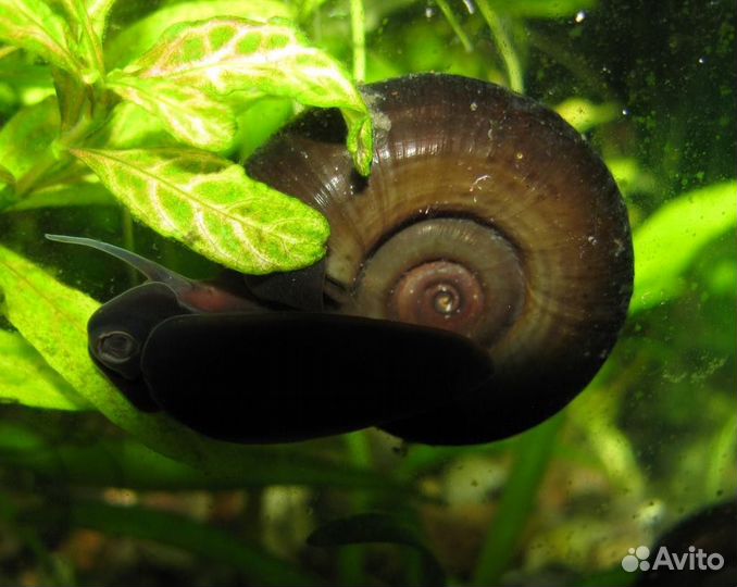 Улитки аквариумные катушки