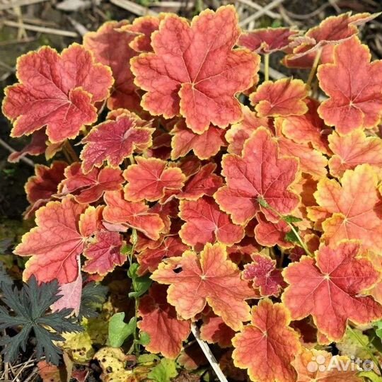 Гейхеры,морозники,бузульник