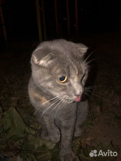 Британские котята