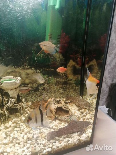 Аквариум