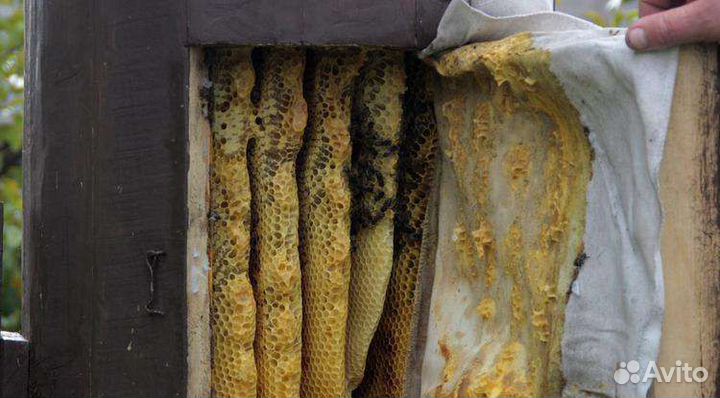 Колода (борть) для пчёл