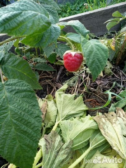 Саженцы винограда,малины,гр.ореха,черенки инжира