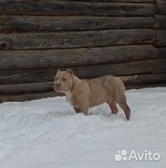 Американский булли стандарт классик