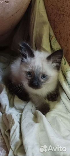 Сиамские котята