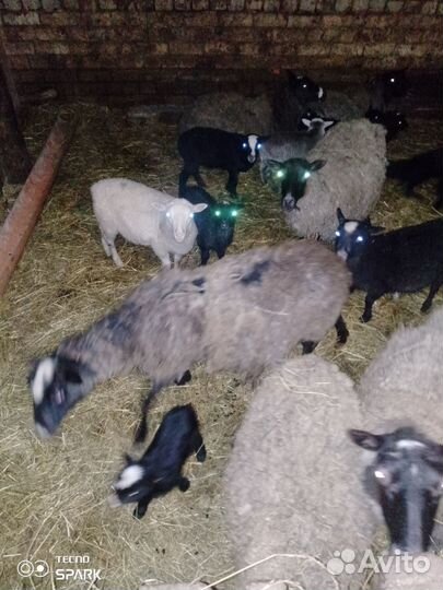 Овцы бараны ягнята