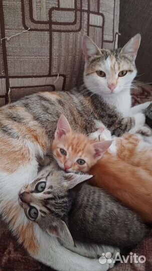 Котята в добрые руки