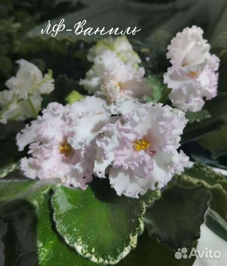 Фиалки (сенполии)