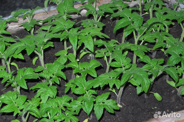Рассада помидор