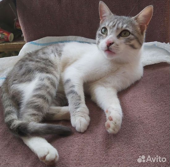 Помесь британского кота