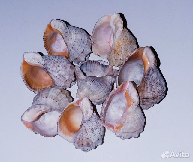 Раковина рапана