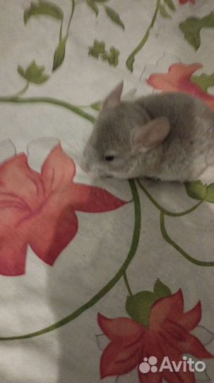 Шиншилла малыш мальчик
