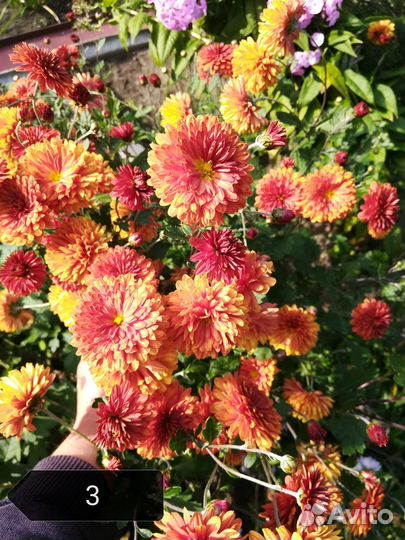 Хризантемы