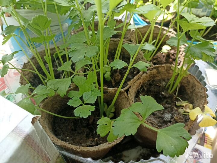 Сельдерей черешковый