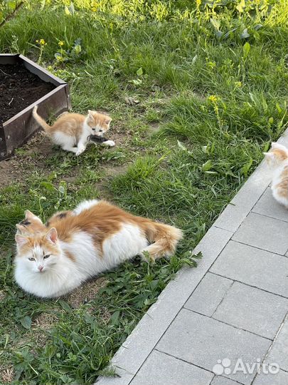 Котята