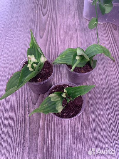 Сортовые традесканции