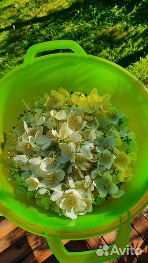 Жасмин (чубушник) саженцы