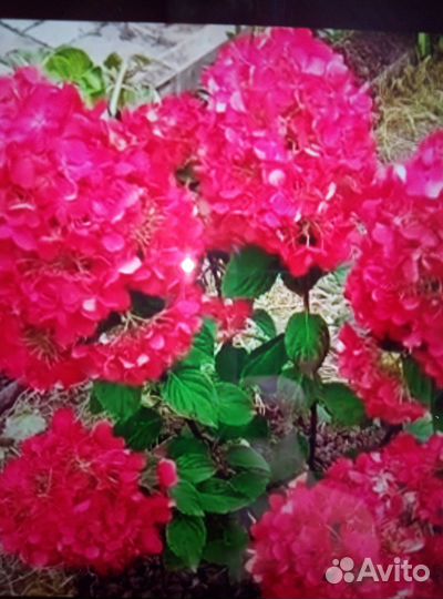 Гортензии метельчатые и крупнолистные махровые