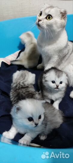 Котята Шотландской породы