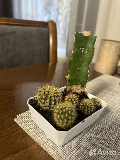 Кактусы и суккуленты