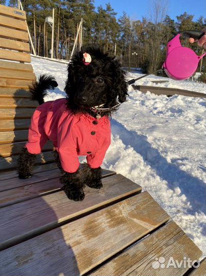 Комбинезон Одежда Для Собачки Маленких Средних