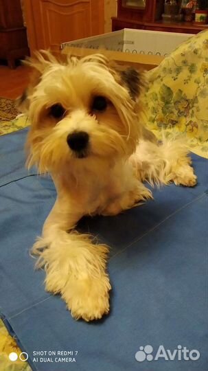 Бивер девочка 1год 2мес