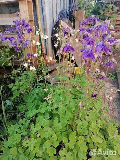 Аквилегия (водосбор)