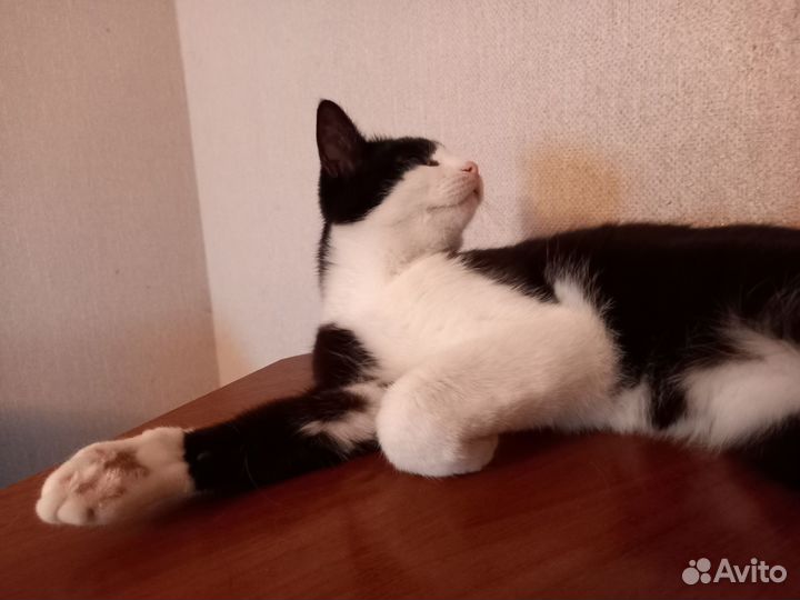 Отдам в добрые руки