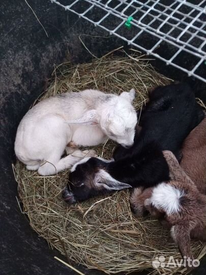 Продам козлят