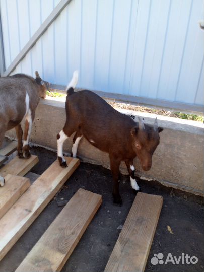 Козы, козлята