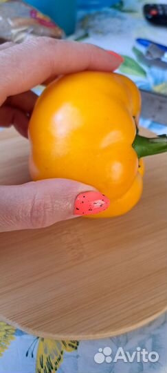 Перец болгарский рассада