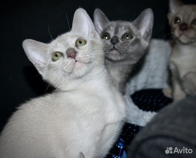 Бурманская